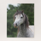 Puzzle Bob Langrish | Dapple Grey Welsh Pony Headshot (Vertical)