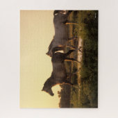 Puzzle Bob Langrish | Deux chevaux arabes marchant au cou (Vertical)