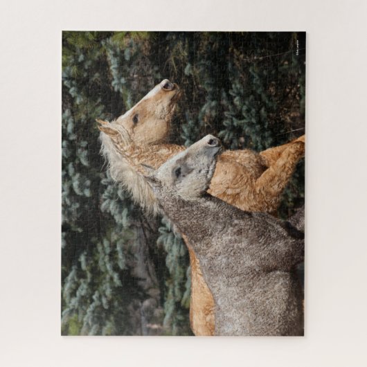 Puzzle Bob Langrish | Deux Chevaux De Courbe Bashkir Capt (Vertical)