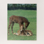 Puzzle Bob Langrish | Deux poulains de Morgan Horse jouen (Vertical)