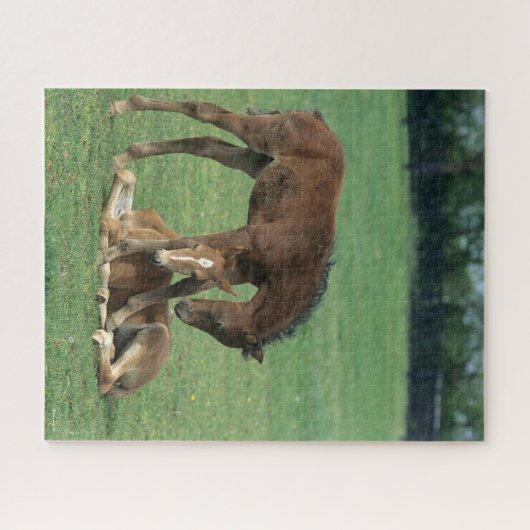 Puzzle Bob Langrish | Deux poulains de Morgan Horse jouen (Horizontal)
