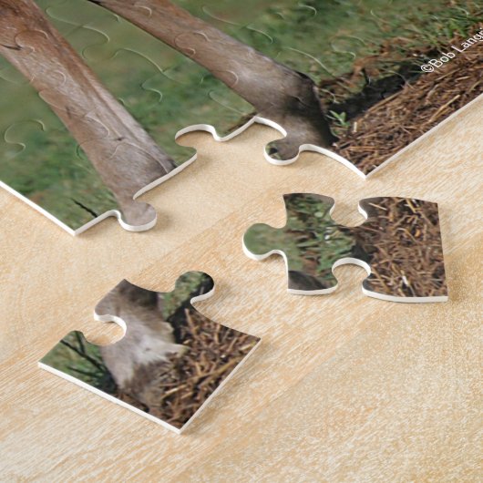 Puzzle Bob Langrish | Deux poulains Morgan jouent (Côté)