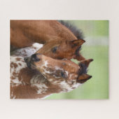 Puzzle Bob Langrish | Deux Rencontres d'Appaloosa Foies (Horizontal)