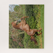 Puzzle Bob Langrish | Élevage d'étalons arabes en châtaig (Vertical)