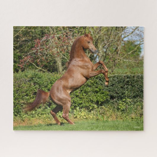 Puzzle Bob Langrish | Élevage d'étalons arabes en châtaig (Horizontal)