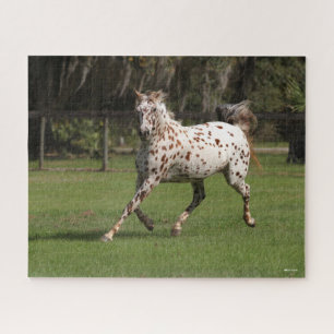 Puzzle Bob Langrish Exécution d'Appaloosa