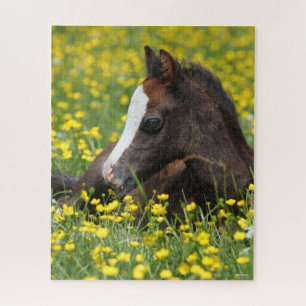 Puzzle Bob Langrish Foal De Pony Gallois Reposant Dans