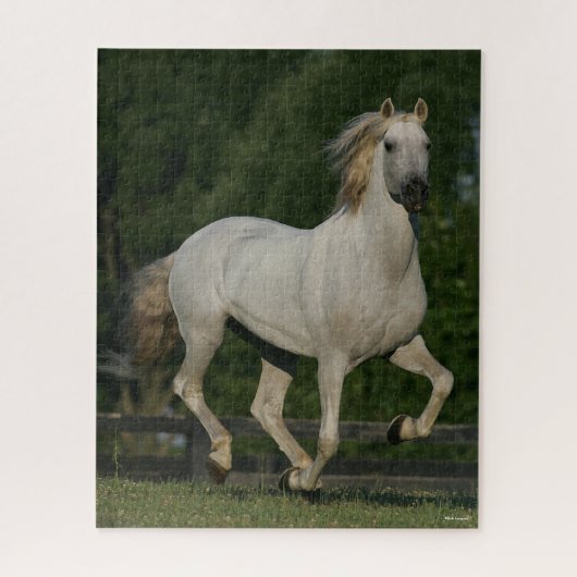 Puzzle Bob Langrish | Gray Andalucian Running (Vertical)