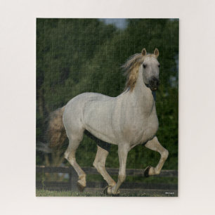 Puzzle Bob Langrish   Gray Andalucian Running