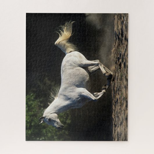 Puzzle Bob Langrish | Gray Arab Mare Running (Vertical)