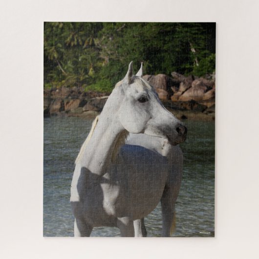 Puzzle Bob Langrish | Gray Arab Standng dans la mer (Vertical)