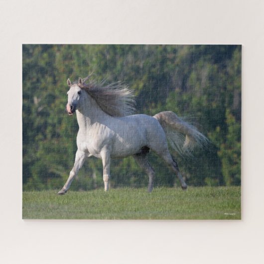 Puzzle Bob Langrish | Gray Lusitano Stallion en marche (Horizontal)