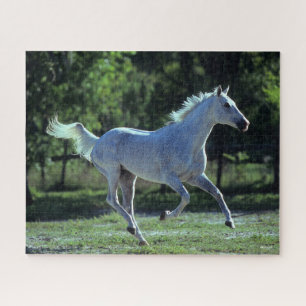 Puzzle Bob Langrish   Gray Thoroughbred Stallion Running