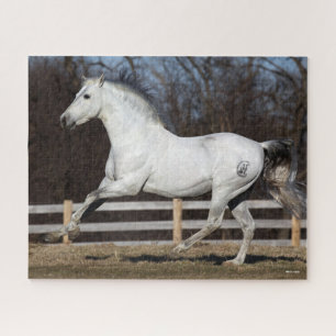 Puzzle Bob Langrish   Grey Andalucian Stallion Running