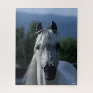 Puzzle Bob Langrish Grey Stallion arabe debout
