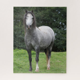 Puzzle Bob Langrish   Grey Welsh Pony Standing