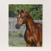 Puzzle Bob Langrish | Gros plan arabe Stallion debout (Vertical)