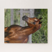 Puzzle Bob Langrish | Gros plan arabe Stallion debout (Horizontal)