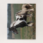 Puzzle Bob Langrish | Gypsy Vanner Mare et Foal Running (Vertical)