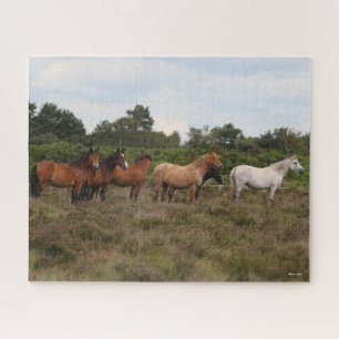 Puzzle Bob Langrish   Herd New Forest Poney debout