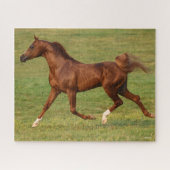 Puzzle Bob Langrish | L'étalon arabe châtaigner en marche (Horizontal)