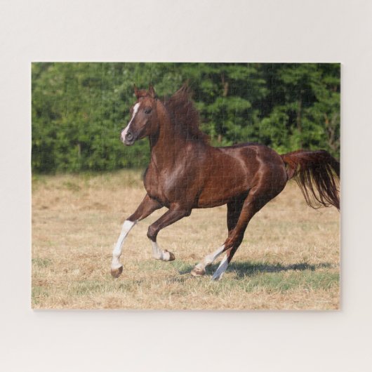 Puzzle Bob Langrish | L'étalon arabe châtaigner en marche (Horizontal)