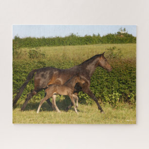 Puzzle Bob Langrish   Mare de sang chaud et marche du pou