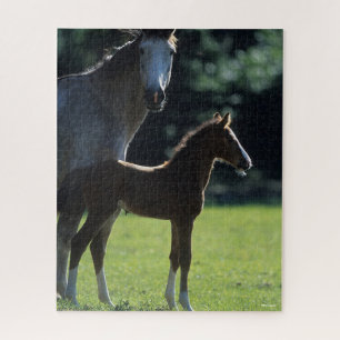 Puzzle Bob Langrish   Mare de sang chaud et rétroéclairé 