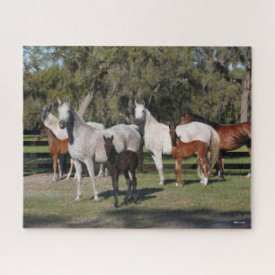 Puzzle Bob Langrish   Mares et poulains arabes debout