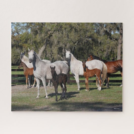 Puzzle Bob Langrish | Mares et poulains arabes debout (Horizontal)