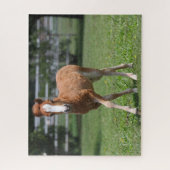 Puzzle Bob Langrish | Miniature Pony Foal Walking (Vertical)