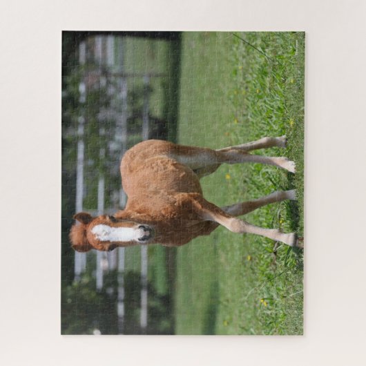 Puzzle Bob Langrish | Miniature Pony Foal Walking (Vertical)