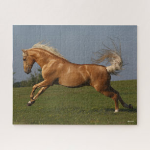 Puzzle Bob Langrish   Palomino Lusitano Stallion Leaping