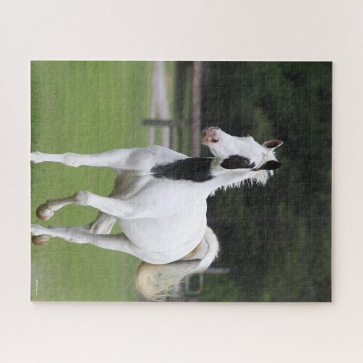 Puzzle Bob Langrish | Pinto Warmblood (Horizontal)