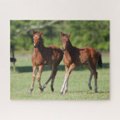 Puzzle Bob Langrish | Quart de chevaux Foals Together (Horizontal)