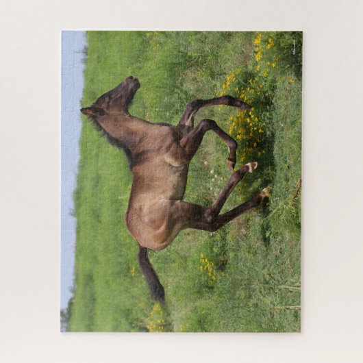 Puzzle Bob Langrish | Quart Horse Foal Running (Vertical)