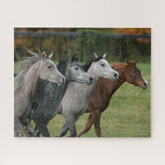 Puzzle Bob Langrish | Quatre Chevaux Arabes Coureur Captu (Horizontal)