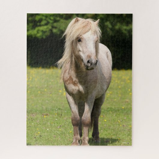 Puzzle Bob Langrish | Shetland Pony Standing (Vertical)