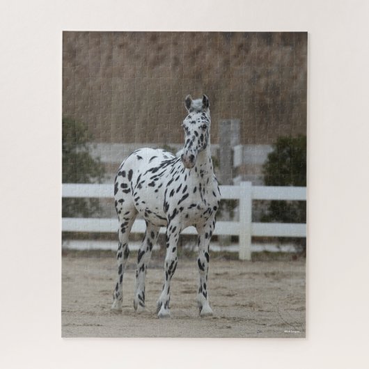 Puzzle Bob Langrish | Spotty Appaloosa Friesian Standing (Vertical)