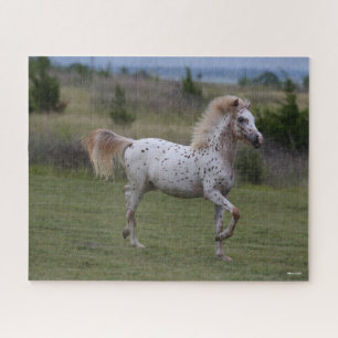 Puzzle Bob Langrish   Spotty Pony Of America