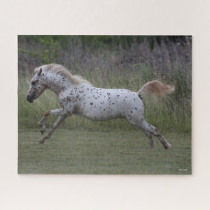 Puzzle Bob Langrish   Spotty Pony of America Leaping