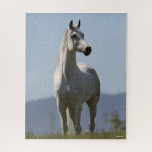 Puzzle Bob Langrish   Stallion arabe gris debout