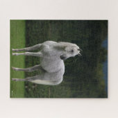 Puzzle Bob Langrish | Stallion arabe gris debout (Horizontal)