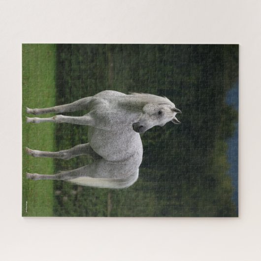 Puzzle Bob Langrish | Stallion arabe gris debout (Horizontal)