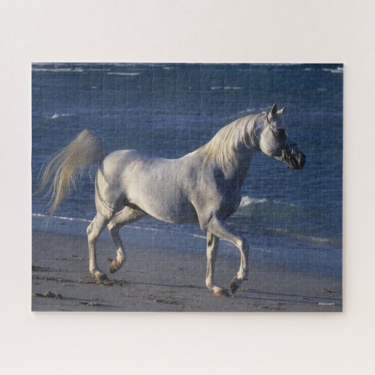 Puzzle Bob Langrish | Stallion Arabe Gris Marchant Sur La (Horizontal)