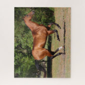 Puzzle Bob Langrish | Stallion Teke Bay Akhal en cours (Vertical)