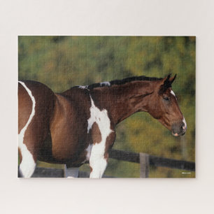 Puzzle Bob Langrish   Tête de tête Pinto Warmblood Stan