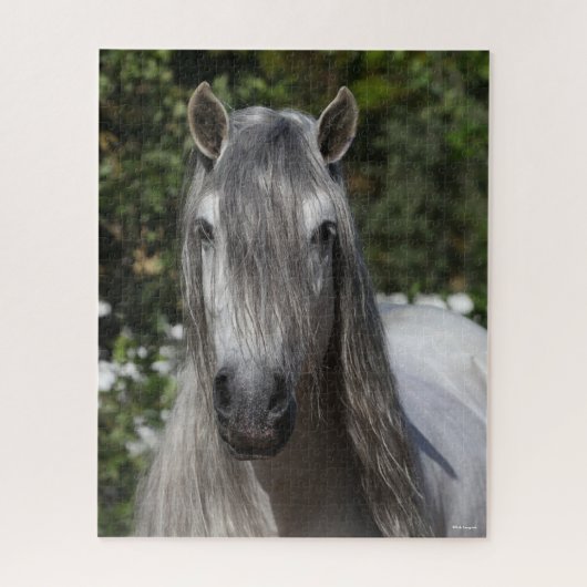 Puzzle Bob Langrish | Tirage de Stallion andalou gris (Vertical)