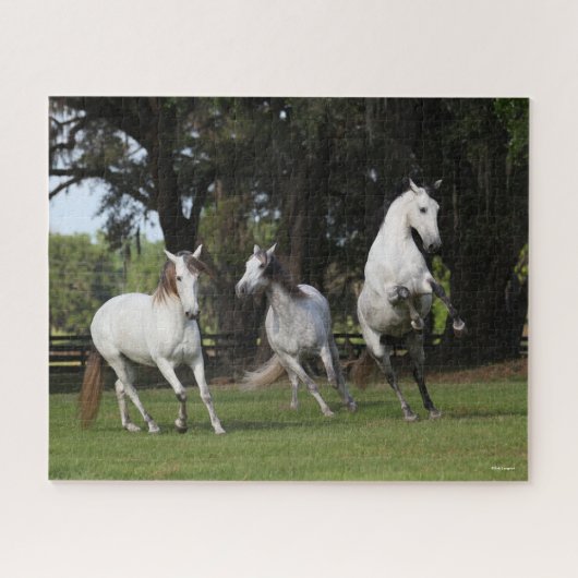 Puzzle Bob Langrish | Trois Andalous gris sautant (Horizontal)