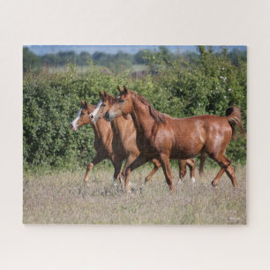 Puzzle Bob Langrish   Trois Chevaux arabes châtaigniers 